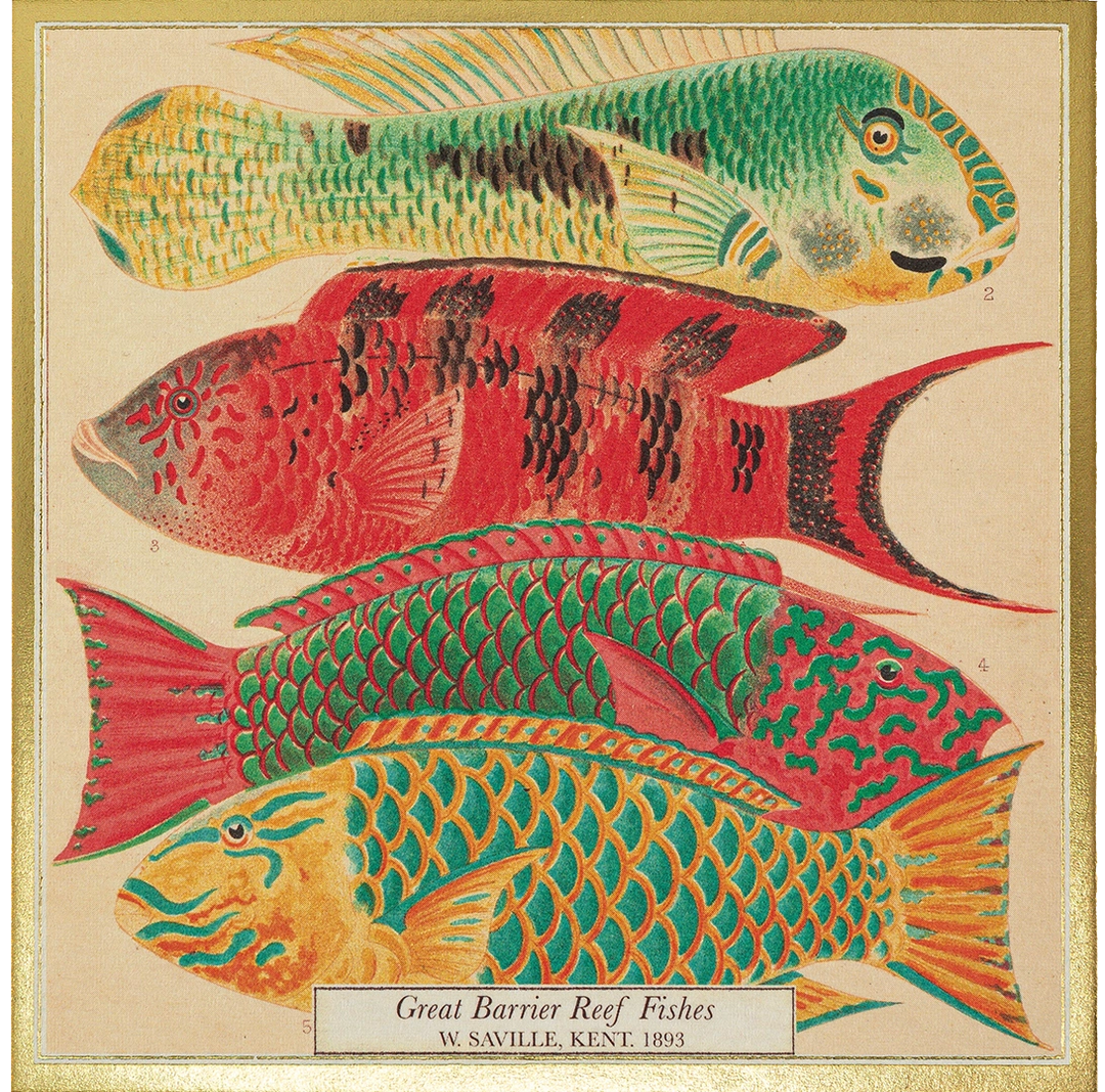 Archivist Fish Matches luxury decorative matchbox with colorful vintage fish illustration