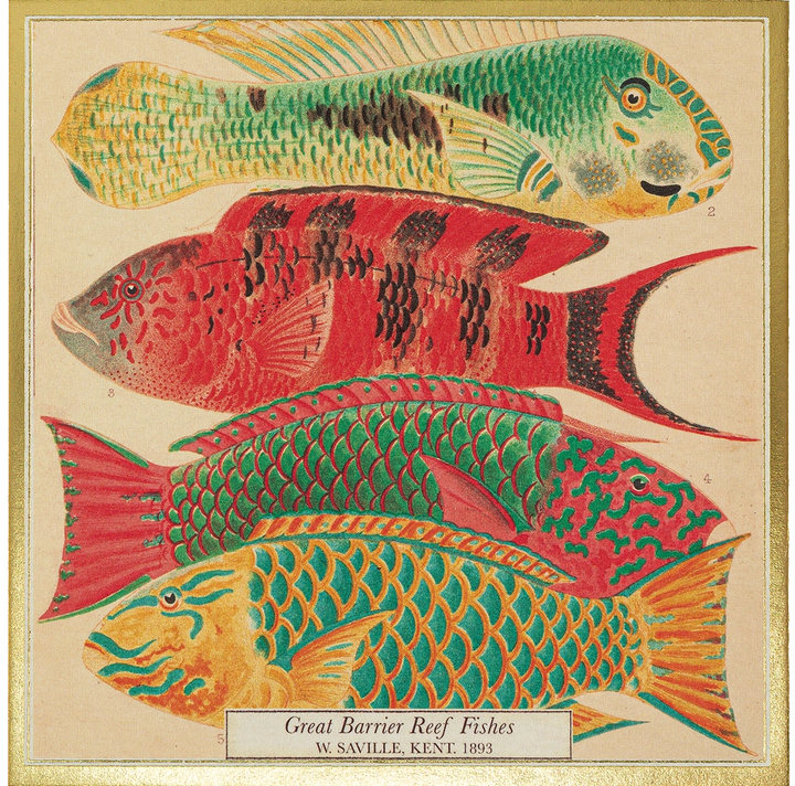 Archivist Fish Matches luxury decorative matchbox with colorful vintage fish illustration